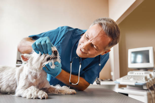 Best Emergency Denture Repair in Bunker Hl, IL